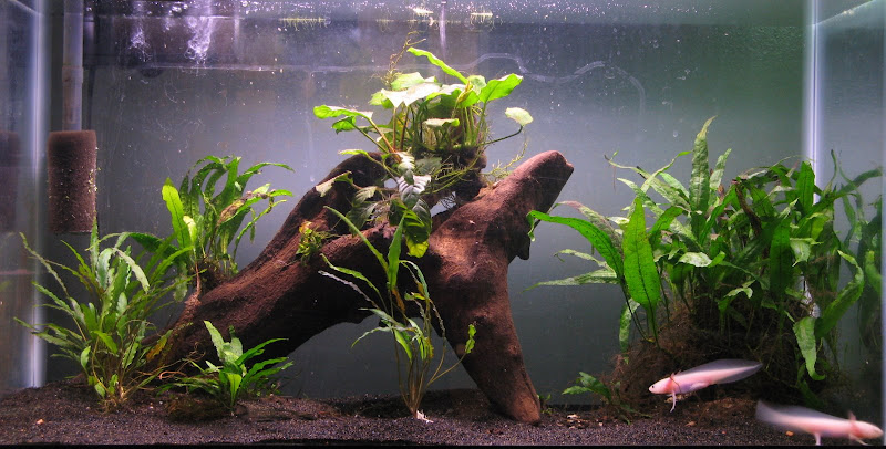 Photos os Axolotl Aquarium | All Things